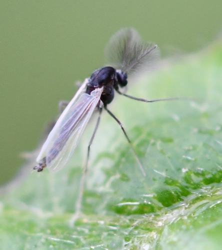 Orthocladiinae
